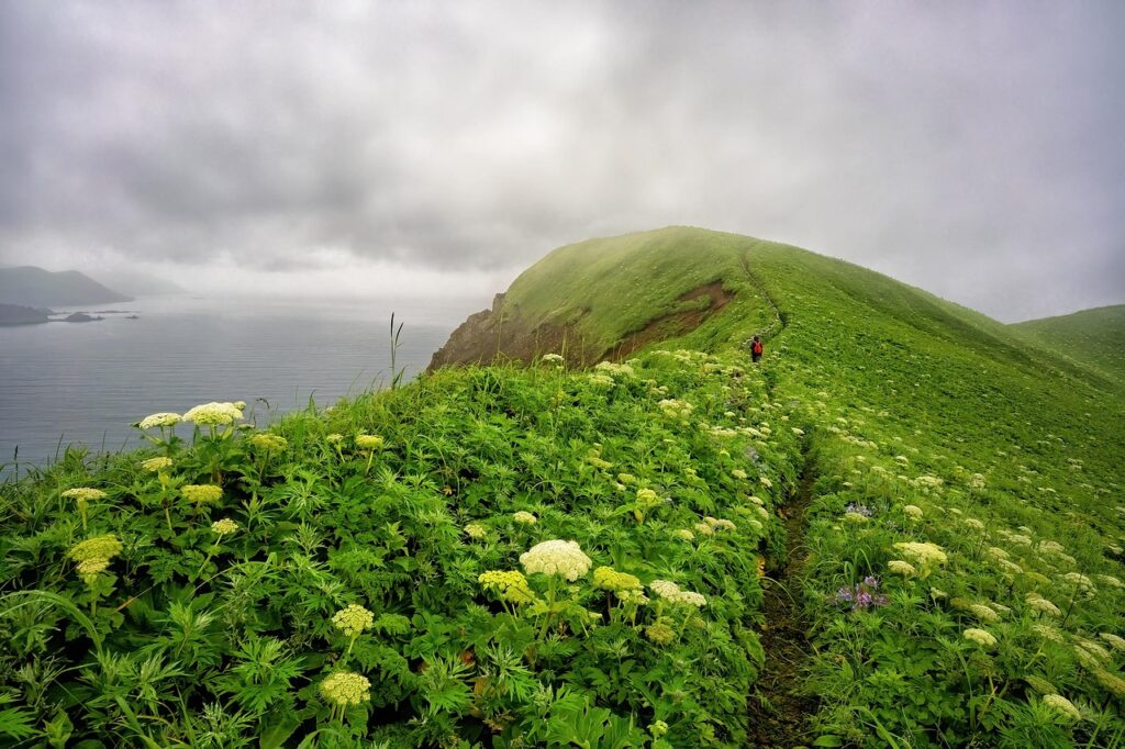cape, nature, pasture, sea, rebun island, landscape, flower background, beautiful nature, trail, beautiful flowers, cloud, flower wallpaper, fog, flowers, nature background, hokkaido, japan, hd wallpaper, nature wallpaper